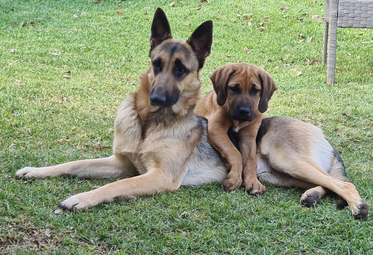 Belgian malinois best sale separation anxiety