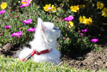 Load image into Gallery viewer, ROGZ Alley Cat SAFETY RELEASE Collar and ROGZ Alley Cat H-Harness with a Lead - Small &amp; X-Small
