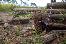 Load image into Gallery viewer, ROGZ Alley Cat SAFETY RELEASE Collar and ROGZ Alley Cat H-Harness with a Lead - Small &amp; X-Small
