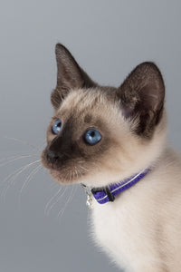 ROGZ Alley Cat SAFETY RELEASE Collar and ROGZ Alley Cat H-Harness with a Lead - Small & X-Small