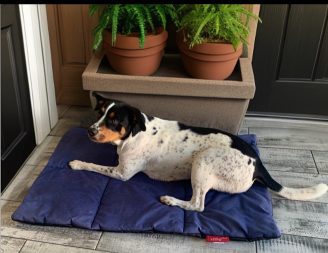 Wagworld clearance dog beds